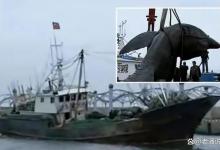 江苏南通，渔民出海捕鱼，返程途中捡到一死掉的大鲨鱼，卖了19万-坠落鱼