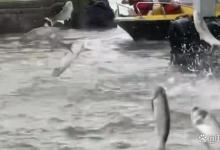 地震前兆？滇池大面积鱼群跃出水面，钓鱼人正在路上！-坠落鱼