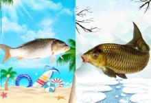南方和北方钓鲤鱼饵料配方的区别，根据平均气温来使用钓鲤鱼饵料-坠落鱼