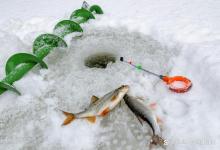 冬季钓鱼的5个铁律，野钓和黑坑都适用-坠落鱼